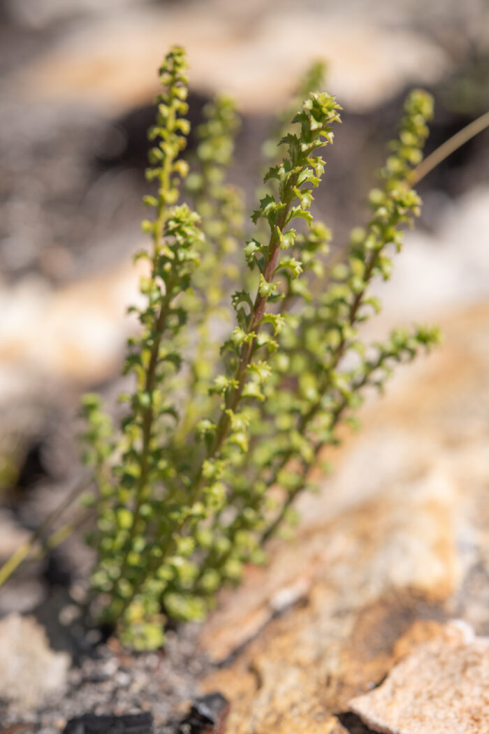 Cape plant (Pseudoselago)