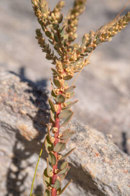 Cape plant (Clutia)