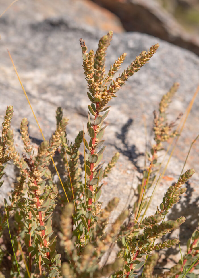 Cape plant (Clutia)