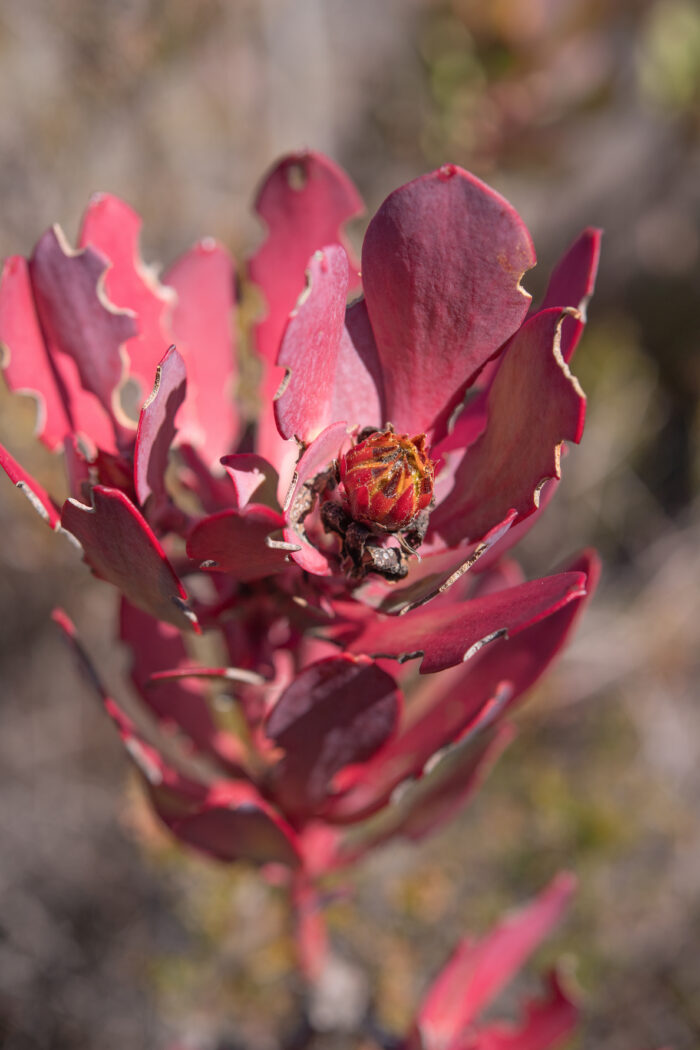 Cape plant (Leucadendron)