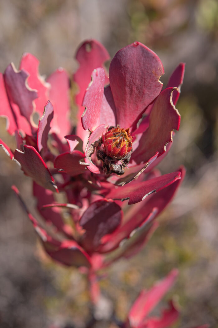 Cape plant (Leucadendron)