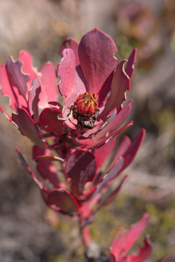 Cape plant (Leucadendron)