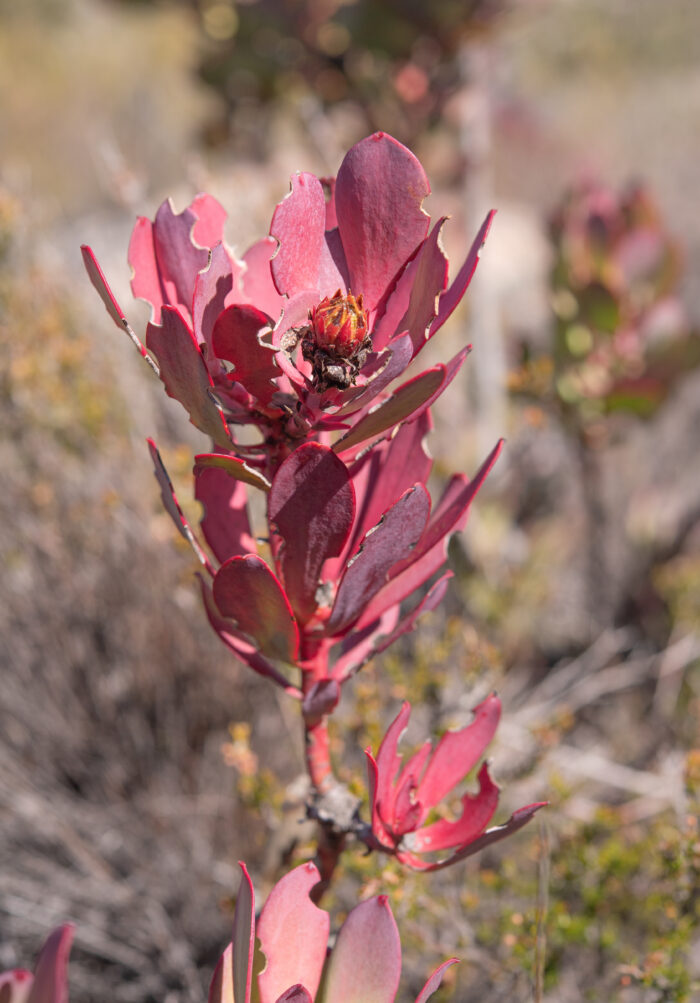 Cape plant (Leucadendron)