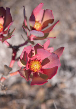 Cape plant (Leucadendron)