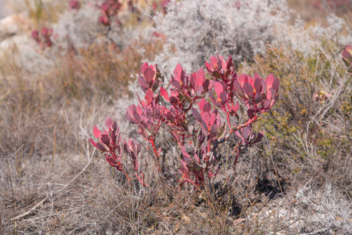 Cape plant (Leucadendron)