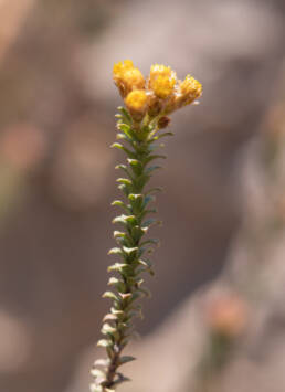 Cape plant (Oedera)