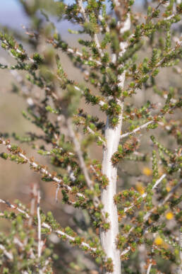 Cape plant (Aspalathus)