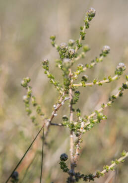 Cape plant (Aspalathus)