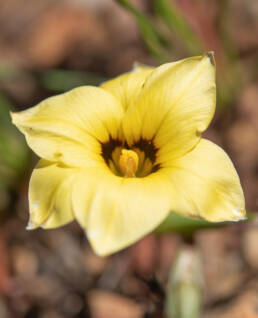 Coil Froetang (Romulea luteoflora)