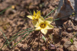 Coil Froetang (Romulea luteoflora)