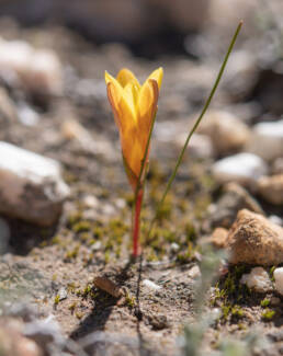 Greenbract Froetang (Romulea flava)