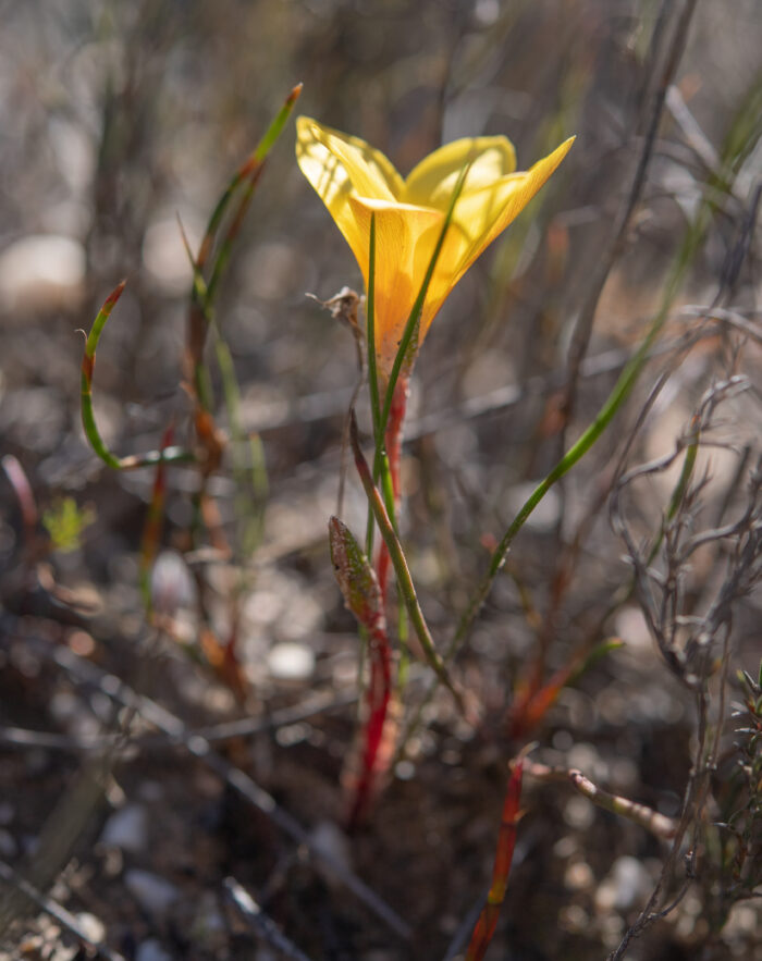 Greenbract Froetang (Romulea flava)