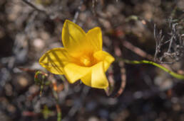 Greenbract Froetang (Romulea flava)