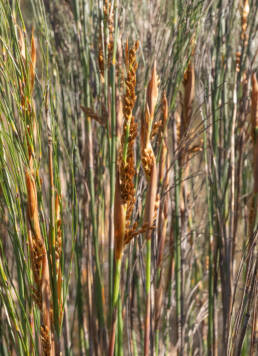 Cape plant (Restionaceae)