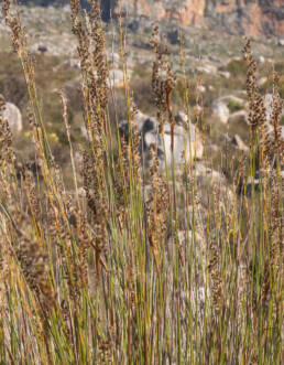 Cape plant (Restionaceae)