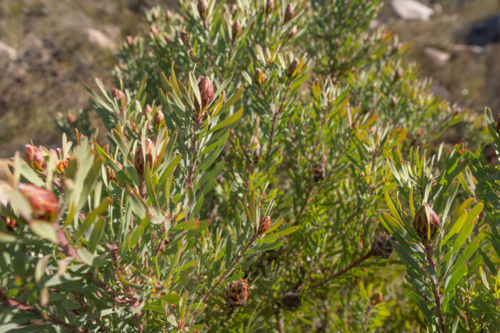 Spinning-top Conebush (Leucadendron rubrum)