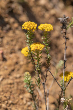 Cape plant (Hymenolepis)