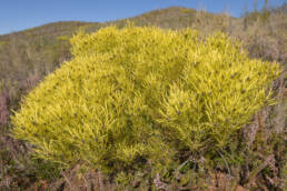 Common Sunshine Conebush (Leucadendron salignum)