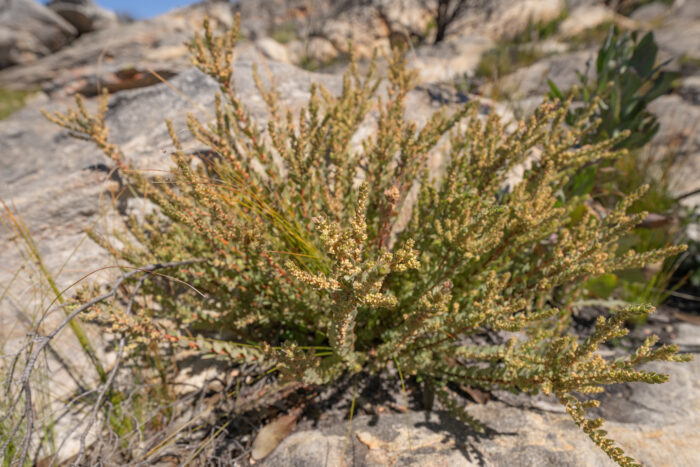 Cape plant (Clutia)