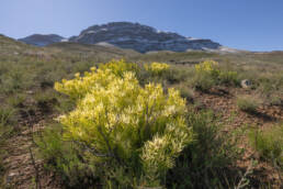 Common Sunshine Conebush (Leucadendron salignum)