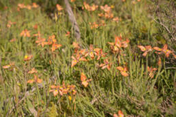 Butterfly Uintjie (Moraea papilionacea)