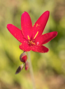 Vineyard Satin (Geissorhiza erosa)