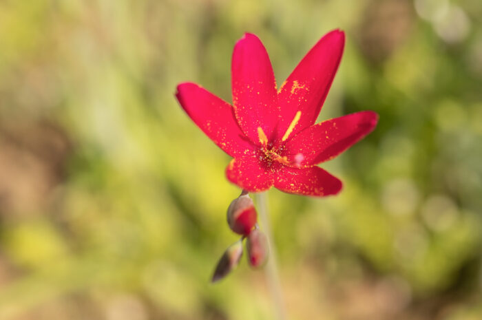 Vineyard Satin (Geissorhiza erosa)