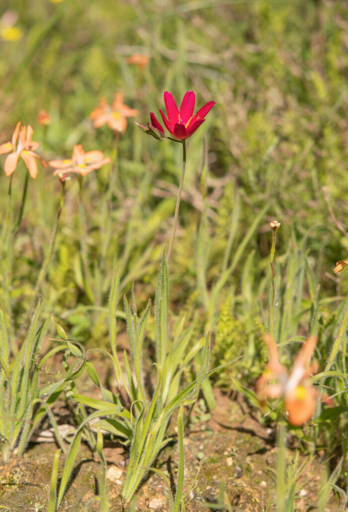 Vineyard Satin (Geissorhiza erosa)