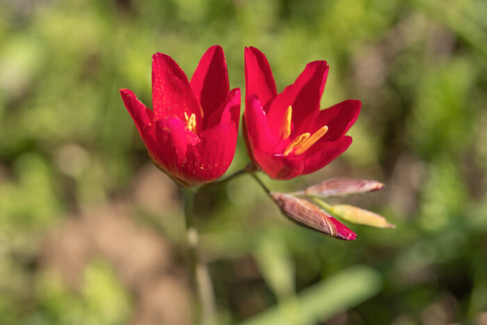 Vineyard Satin (Geissorhiza erosa)