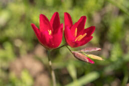 Vineyard Satin (Geissorhiza erosa)