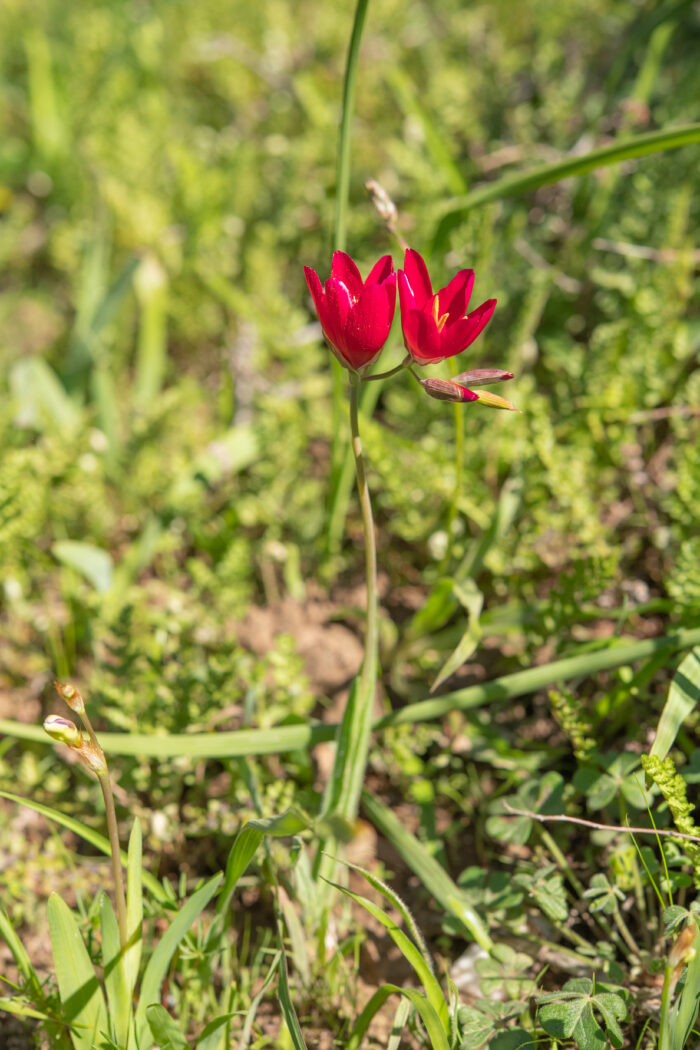 Vineyard Satin (Geissorhiza erosa)