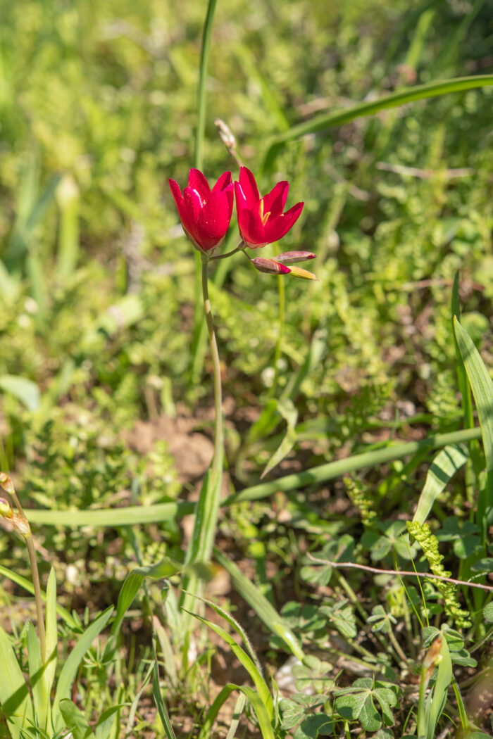 Vineyard Satin (Geissorhiza erosa)