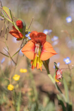 King Kalkoentjie (Gladiolus alatus)