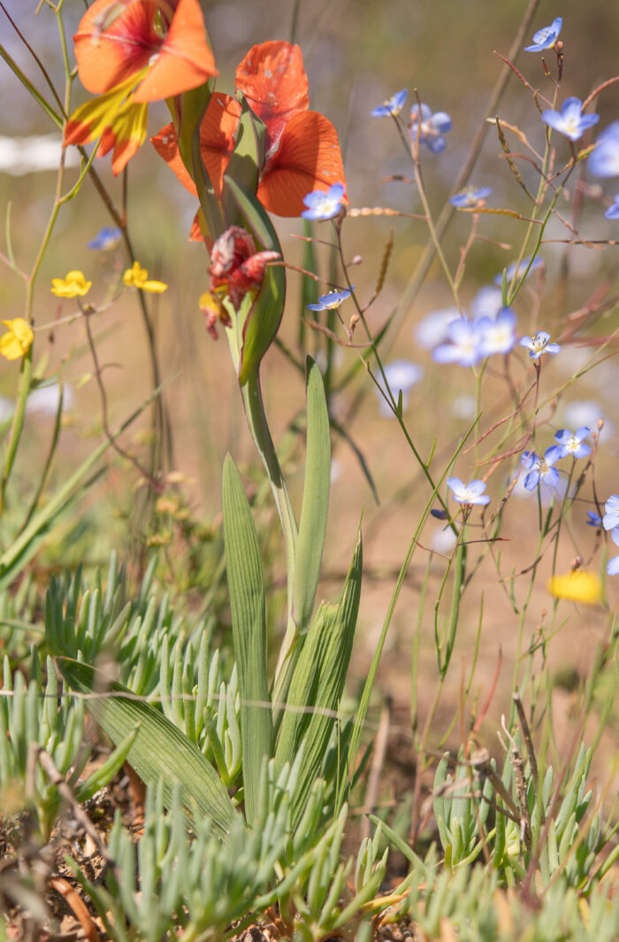 King Kalkoentjie (Gladiolus alatus)