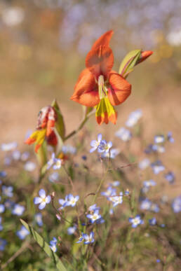 King Kalkoentjie (Gladiolus alatus)