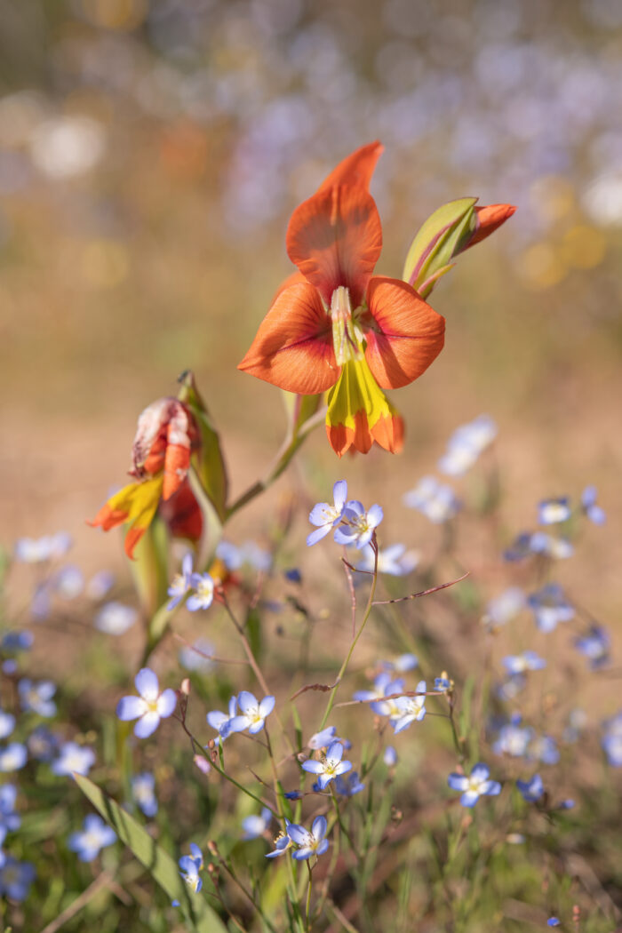 King Kalkoentjie (Gladiolus alatus)