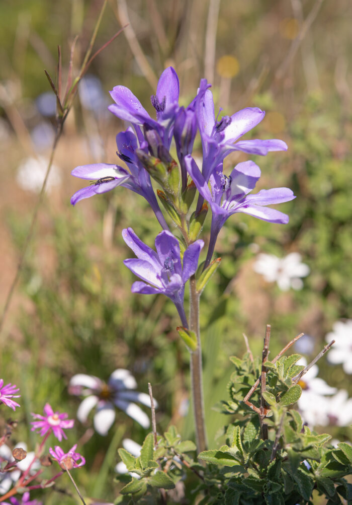 Fragrant Bobbejaantjie (Babiana fragrans)