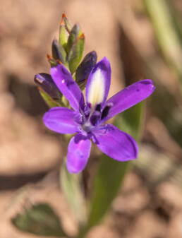 Babiana angustifolia