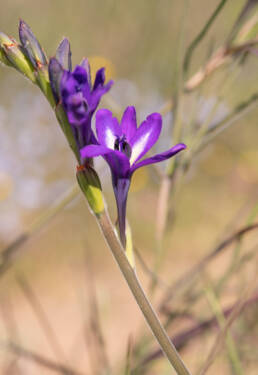 Babiana angustifolia