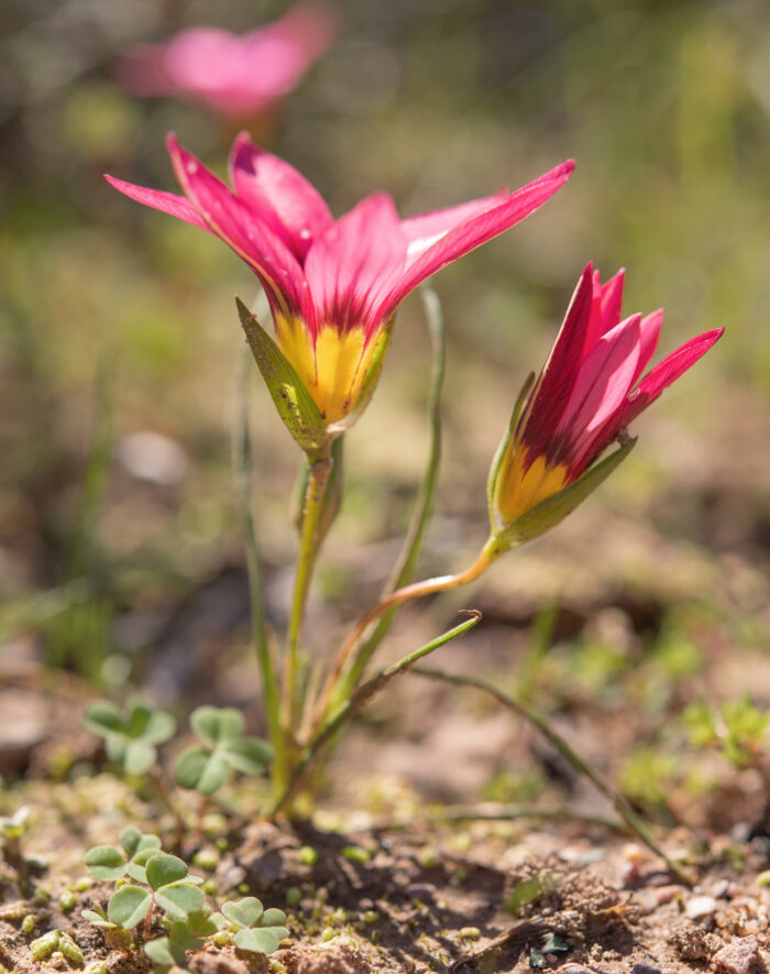 Shaggy Froetang (Romulea hirsuta)