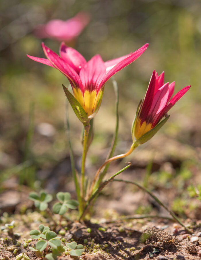 Shaggy Froetang (Romulea hirsuta)