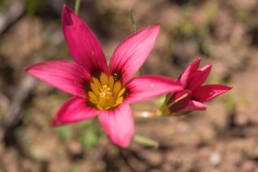 Shaggy Froetang (Romulea hirsuta)