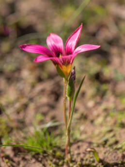 Shaggy Froetang (Romulea hirsuta)