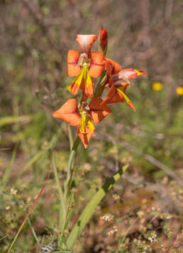 King Kalkoentjie (Gladiolus alatus)