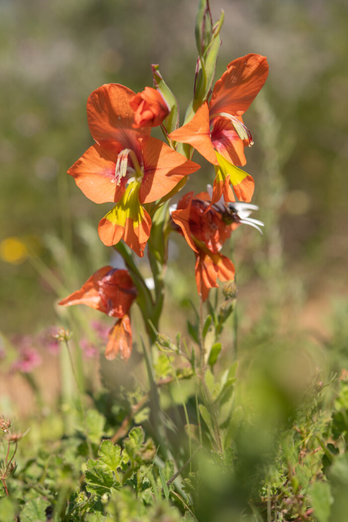 King Kalkoentjie (Gladiolus alatus)