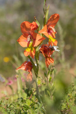 King Kalkoentjie (Gladiolus alatus)