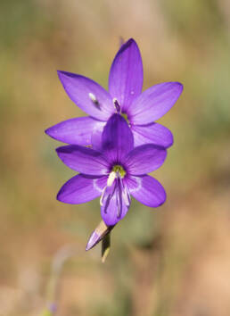 Blue-Sequins (Geissorhiza aspera)