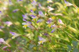 Blue-Cap (Sparaxis villosa)