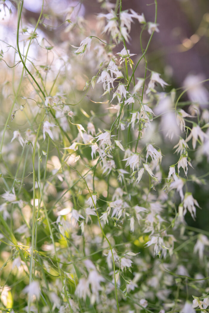 Fairybells (Melasphaerula graminea)