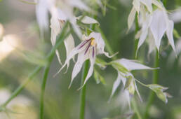 Fairybells (Melasphaerula graminea)